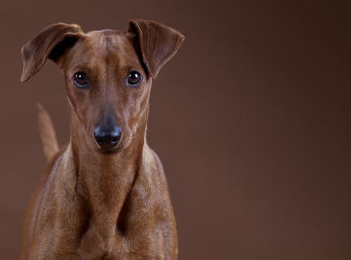 010-0pinscher4-copia