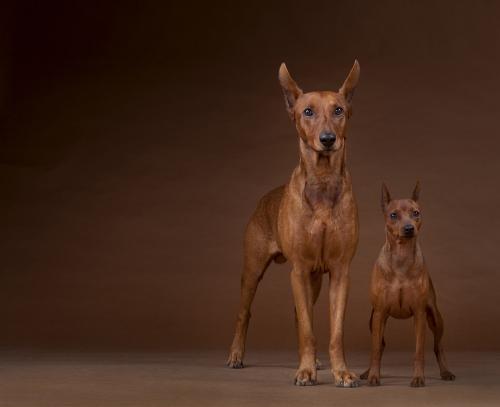 011-pinscher2-copia