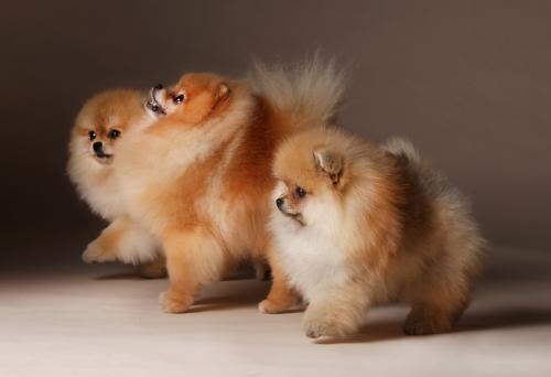 Three Pomeranian dog in studio