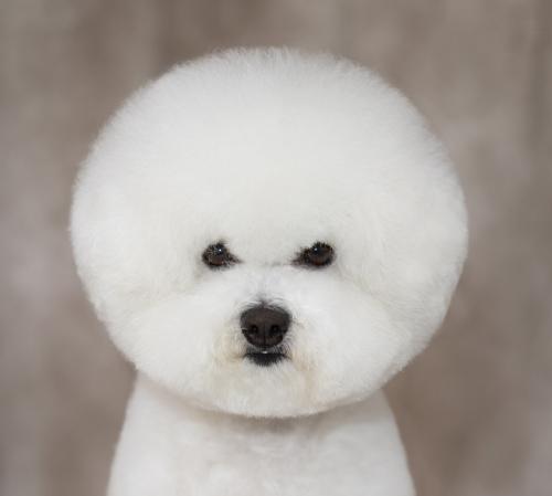 bichon2