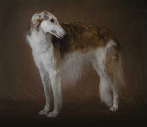 borzoi2