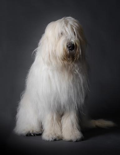 south russian sheepdog sitting in black background