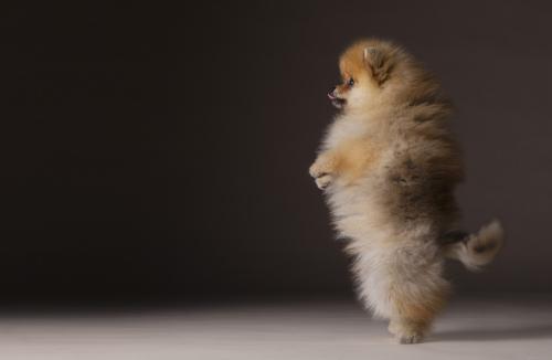 Pomeranian dog portrait jump in studio