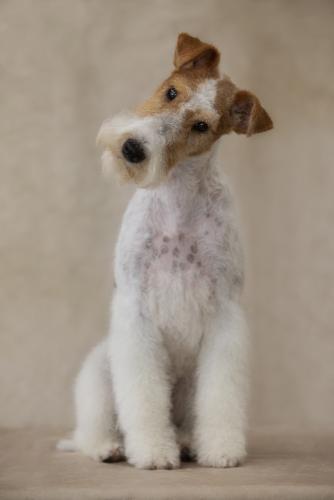 foxterrier4