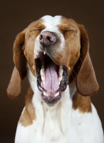 Mixed basset hound yawning