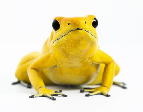 terribilis6
