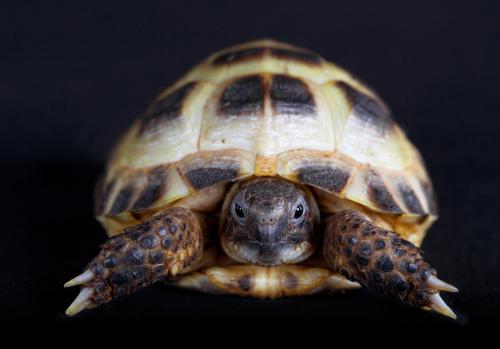 tortuga (1)